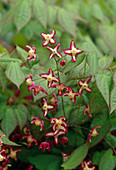 Epimedium alpinum (Alpen - Elfenblume), Blüten rot- gelb
