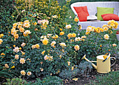 Plant Yellow Rose Bed (11/11)