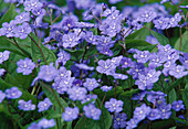Blaue Blüten von Omphalodes verna (Gedenkemein, Frühlings-Nabelnüsschen)