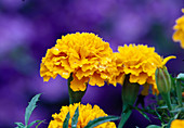 Gelbe Blüten von Tagetes erecta (Studentenblume)