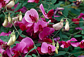 Pinkfarbene Blüten von Lathyrus grandiflorus (Gartenwicke, Grossbluetige Platterbse)