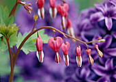 Pink flowers of Dicentra spectabilis (Weeping Heart)