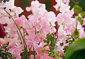 Pink flowers of Lathyrus odoratus (sweet pea)