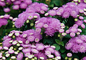 Pink flowers of Ageratum (liver balm)