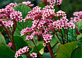 Rosa Blüten von Bergenia (Bergenie)