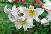 weiße, duftende Blüten von Lilium regale (Königslilie)