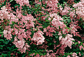 Rosa Blüten von Syringa sweginzowii (Sweginzowiis Flieder, Perlenflieder)