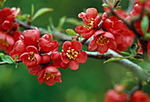 Branch of Chaenomeles 'Friesdorfer Typ 205' (ornamental quince) with bright red flowers