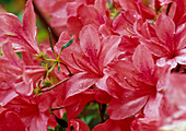 Salmon pink flowers of Japanese azalea (Rhododendron obtusum var. kaempferi)