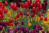 Tulipa 'Avignon' (single late tulip, red), T. 'Negrita' and Erysimum 'Orange Dwarf' (golden violet)