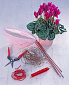 Cyclamen arrangement in pink jardiniere (1/7)