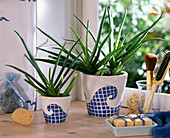 Aloe vera in white pots decorated with waves