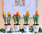 Tulipa 'Flair' in white, heart-painted pots