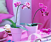Phalaenopsis 'Petit Avenir' (Malay flower) in pink pots