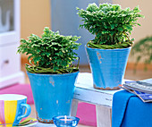 Selaginella martensii 'Jori Compact' (Moss fern) in blue pots