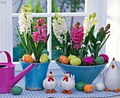 Hyacinthus (hyacinth) in blue pots