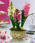 Hyacinthus (rosa und weiße Hyazinthen) in Metalltopf