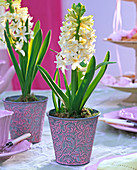 Hyacinthus (white hyacinths) in metal pots with relief