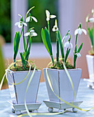 Galanthus nivalis (Snowdrop)