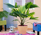 Livistona (Livingston palm)