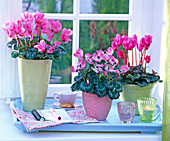 Cyclamen (Cyclamen) at the window