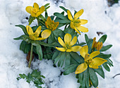 Eranthis hyemalis (Winterling) in the snow