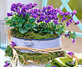 Viola odorata (fragrant violet) in enamel bowl