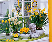 Narcissus 'Tete a Tete' ' Bridal Crown' (Narzissen) Primula acaulis