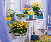 Narcissus 'Tete-a-Tete' & 'Bridal Crown' (Narzissen), Primula