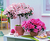 Rhododendron simsii (Zimmerazalee), Stämmchen und Busch