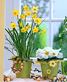 Narcissus 'Tete a Tete' (Narzissen), Primula acaulis (Frühlingsprimel)