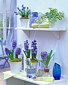 Hyacinthus (blue hyacinths) in pots and on water