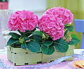 Hydrangea (rosa Hortensien) im grünen Spankörbchen