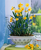 Narcissus 'Tete A Tete' (Daffodil), Muscari