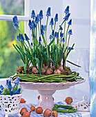 Muscari (Grape Hyacinth) in cornus wreath