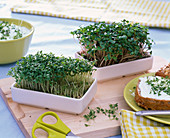 Lepidium (cress), Raphanus (radish) seedlings