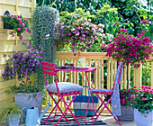 Bougainvillea, Solanum (gentian tree)