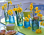 Narcissus Jonquilla 'Martinette' (daffodils) in blue relief glasses
