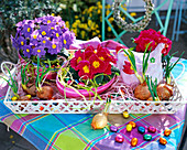 Primula acaulis (spring primroses) in cardboard Easter egg