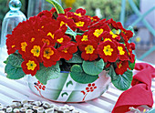 Primula acaulis (rote Frühlingsprimel) in emaillierter Schüssel