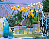 Narcissus 'Tete-a-Tete' Bridal Crown '(Daffodils)