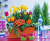 Oranger Metallkasten bepflanzt mit Narcissus (Narzissen)