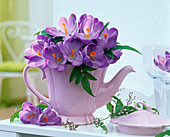 Purple crocus (Crocus) in pink jug, tendril of jasmine (jasmine)