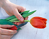 Split the tulipa (tulip,) stem with a sharp knife