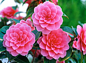 Camellia japonica 'Mrs. Tingley' (Kamelie)