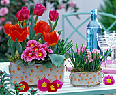 Tulipa (Tulip), Primula acaulis (primrose)