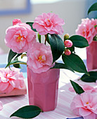 Rosa Camellia (Kamelien) in rosa Vase, Blüten