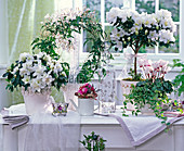 Arrangement mit weißblühenden Zimmerpflanzen: Rhododendron simsii
