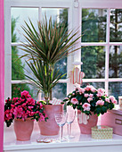 Rhododendron simsii (indoor azaleas) and Dracaena marginata 'Tricolor'.