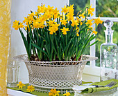 Narcissus 'Tete-à-Tete' (daffodils) in white jardiniere on the table